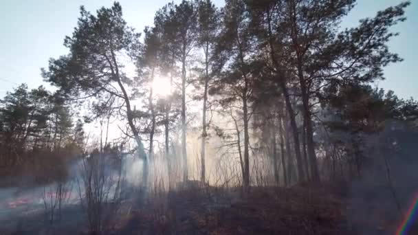 乾いた草を燃やして森の中で火事だ 松林の煙は草や茂みを焼きます 炎は木と草を燃やす 近くから撃たれた — ストック動画