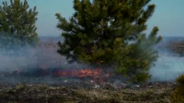 prise de vue de près. Un petit arbre de résineux brûle. Pin flamboyant en raison de la combustion d'herbe sèche. Champ de fumée et de feu et forêt. 4K 