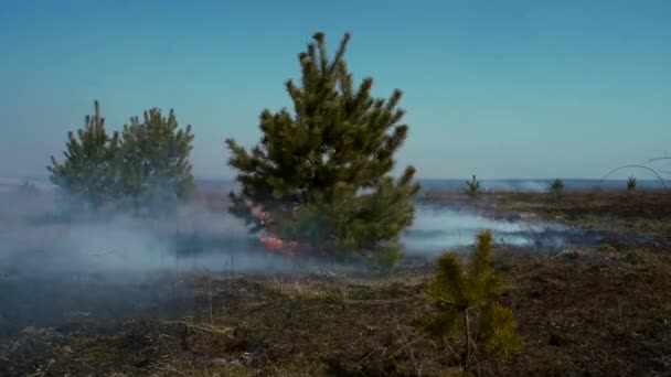近くから撃たれた 針葉樹の小さな木が燃えています 乾燥した草の燃焼による炎松の木 煙と火のフィールドと森 — ストック動画