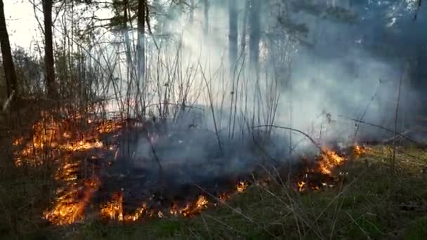 feu dans la forêt en raison de la combustion d'herbe sèche. fumée dans la forêt de pins brûle l'herbe et les buissons. flammes brûlant du bois et de l'herbe. Prise de vue de près. 4K 