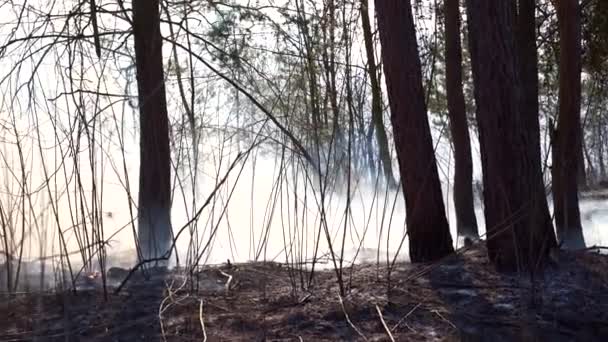森林中因干草燃烧而失火 松树林中的浓烟燃烧着草丛 燃烧着木头和草的火焰 从近距离拍摄拍摄 — 图库视频影像