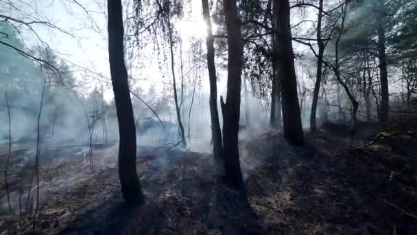 Wald Nach Feuer Rauch Kiefern Und Sträuchern Kamera Fliegt Durch — Stockvideo