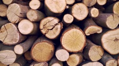 Yakacak odun dokusu arka planı. Ağaç kütükleri yığını. Orman kesim alanı. Kesik ağaç gövdeleri. Barbekü için odun. Şömine ya da kazan.. 
