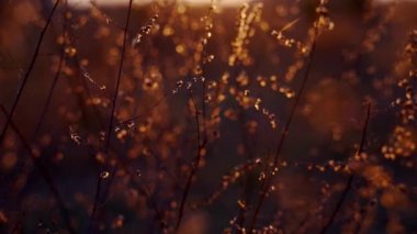 Röflelerin, güneş ışınlarının ve kuru otların soyut arkaplanı. Açık kahverengi pastel arka planda altın renkli kuru bitkiler, yakın plan. Sıcak bir yaz akşamında altın akşam güneşiyle dolu vahşi bir tarla.