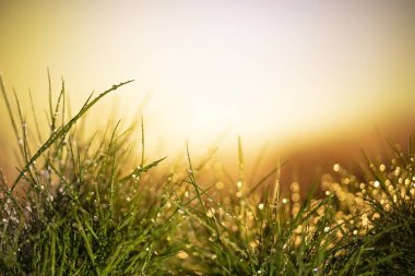 Günbatımında ve nehirde doğa. Kapat. Yağmur sonrası çimenlere su damlaları düşer. Güneş çimlerin arasından kırılıyor. mesaj için yer. Soyut arkaplan. Bitkilerin acı su yaprakları. Boşluğu kopyala