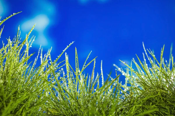 Natural background of green fresh young sprouts of grass covered with water droplets during rain on blue sky background in spring garden. drops of water fall on the golf course. for text. Easter. Sun