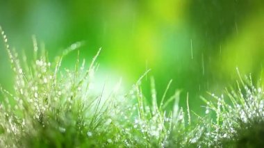 Bahar yağmuru genç yeşil çimenlere yağar. Yeşil bulanık arkaplan. Kel bitkilerin üzerine bir damla su düşer. Yaklaştın. Bokeh ve bulanık fon. damlalar güneş ışınları üzerinde parlar. Çimleri suluyorum. büyüme