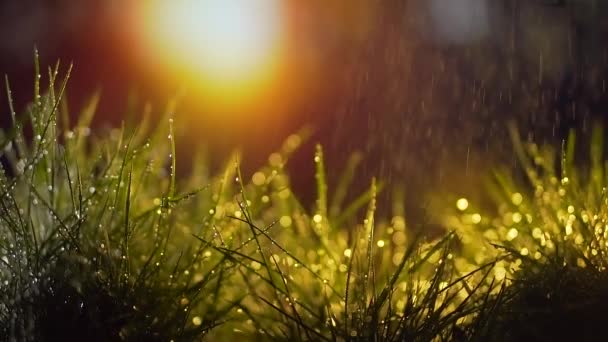 Regen Valt Bij Zonsondergang Gras Planten River Doe Dicht Waterdruppels — Stockvideo