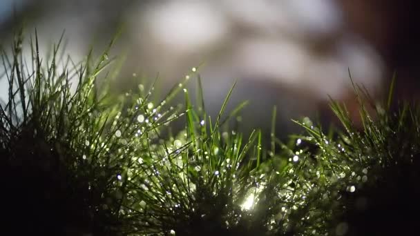 近くに 雨の後の草の牧草地 草の葉に露の滴が輝き輝く太陽の下で輝く 若い草の成長です 芝生だ テキストの抽象的な背景 葉の上の水の滴 — ストック動画