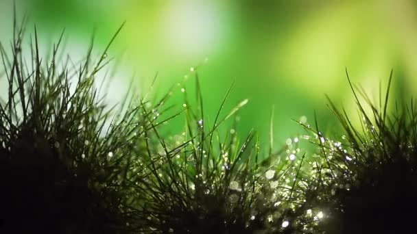 Presque Prairie Herbeuse Après Pluie Gouttes Rosée Sur Les Feuilles — Video