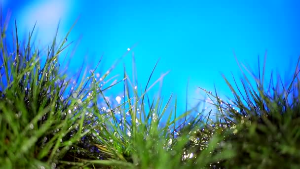 春天里 在蓝天的背景下 春天里 绿叶嫩草的天然背景被水滴覆盖着 滴水落在高尔夫球场上 关于文本 复活节 孙先生 — 图库视频影像