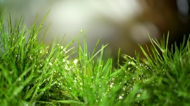 近くに 雨の後の草の牧草地 草の葉に露の滴が輝き輝く太陽の下で輝く 若い草の成長です 芝生だ テキストの抽象的な背景 葉の上の水の滴 — ストック動画