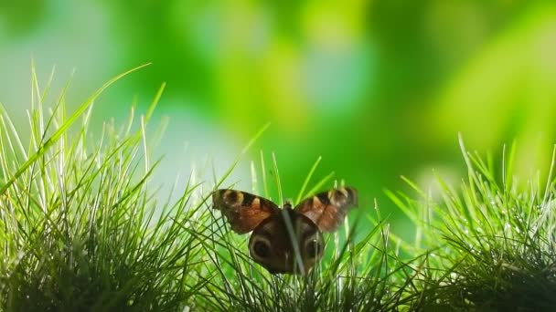 Mariposa Sienta Hierba Con Cerca Ondeando Alas Sobre Fondo Verde — Vídeos de Stock