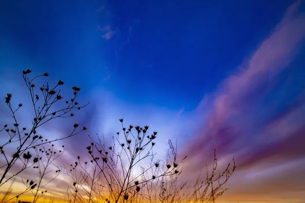 Branches Sèches Abstraites Herbe Arbustes Automne Printemps Sur Fond Coucher Photos De Stock Libres De Droits