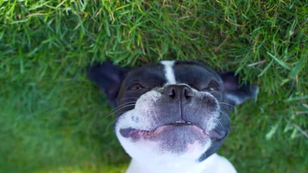 Divertido Bulldog Francés Retrato Cerca Hierba Negro Con Mascotas Blancas — Vídeo de stock