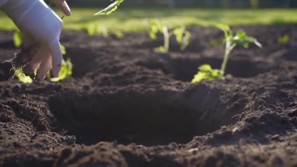 Perto Plantando Mudas Tomate Mulher Agricultor Mãos Plantar Tomates Solo — Vídeo de Stock
