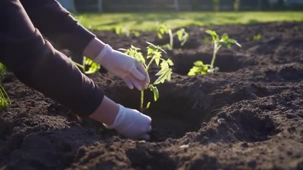 トマトの苗を植える 農家の女性は庭の土壌にトマトを植えます 家庭栽培黒い土 — ストック動画
