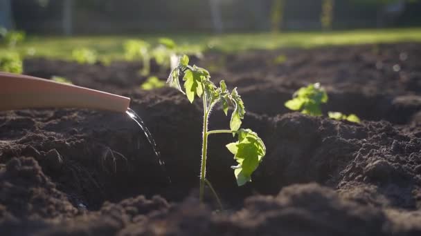가물을 주거나 토마토 묘목을 비옥하게 농부인 여자는 정원에서 토마토를 손으로 — 비디오