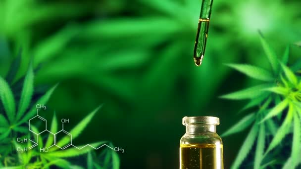 Extrait Naturel Huile Cannabis Gouttelettes Dosant Une Plante Chanvre Biologique — Video