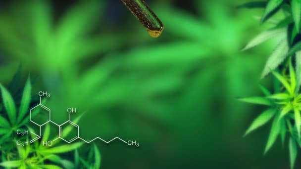 Natürliches Cannabisöl Aus Tröpfchendosierung Einer Biologischen Und Ökologischen Hanfpflanze Pflanzliches — Stockvideo