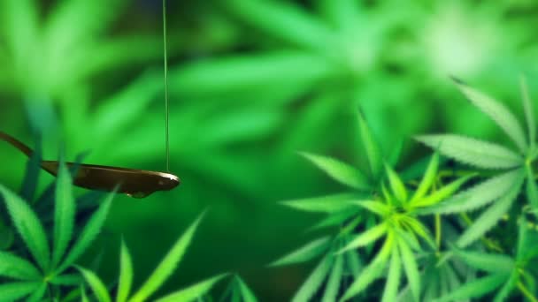 天然提取的大麻油滴给生物和生态大麻植物药用植物药用油从一个罐子 宏观的缓慢运动 实验室化学配方 — 图库视频影像