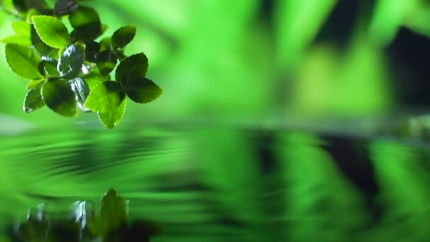 Cerca Hoja Verde Fresca Con Gota Agua Sobre Agua Escena — Vídeos de Stock