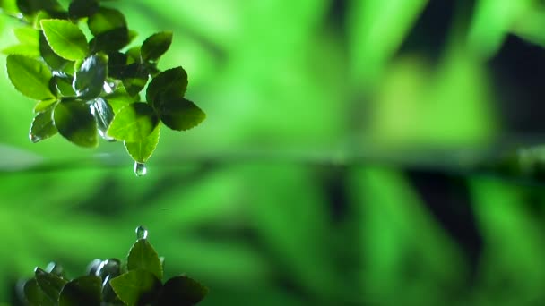 Fecha Folha Verde Fresca Com Gota Água Sobre Água Cena — Vídeo de Stock