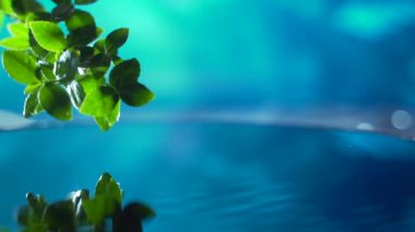 Kapatın. Suyun üzerinde su damlası olan taze yeşil yaprak, su damlası konsepti ile dinlenmek için doğal yaprak dalı sahnesi, yavaş çekim. Beyaz ve mavi arka plan. Metin için alanı kopyala