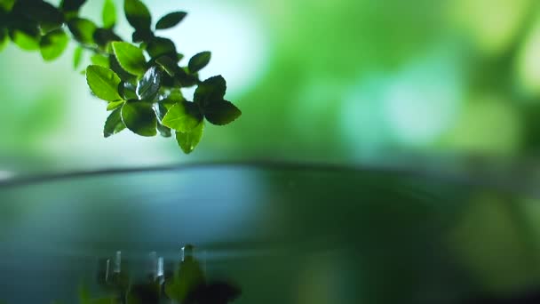 靠近点新鲜的绿叶 雨水滴在水面之上 自然叶枝的景色与涟漪滴的概念 慢动作拍摄 绿色背景 文本的复制空间 — 图库视频影像