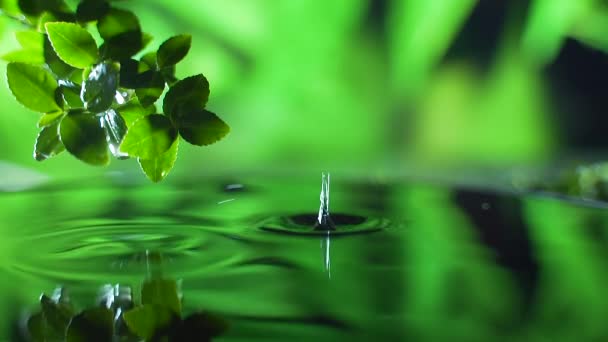 Zavřít. svěží zelený list s kapkou dešťové vody nad vodou, příroda list větev scéna pro relaxaci s koncepcí zvlněné kapky, zpomalený záběr. Zelené pozadí. Kopírovat prostor pro text