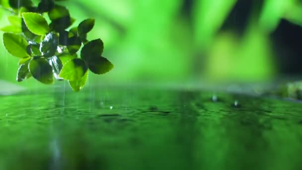 靠近点新鲜的绿叶 雨水滴在水面之上 自然叶枝的景色与涟漪滴的概念 慢动作拍摄 绿色背景 文本的复制空间 — 图库视频影像
