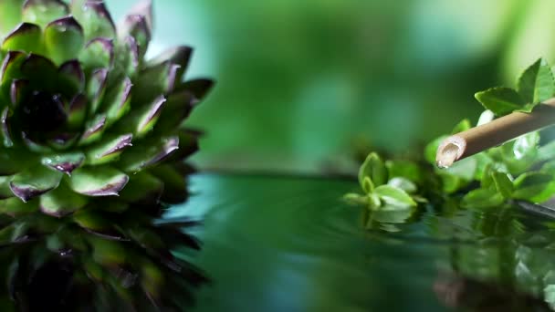 从竹子上滴下一滴水 采购产品放松 身体护理 芳香疗法和气味 宁静和自然的概念 — 图库视频影像