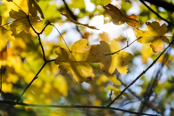 Herfst geel esdoorn bladeren in de blauwe hemel — Stockfoto