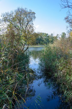 Orman sonbahar gün güneşli bataklık