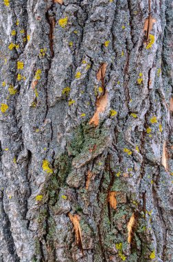 Eski ahşap ağaç doku arka plan deseni. Ahşap arka plan