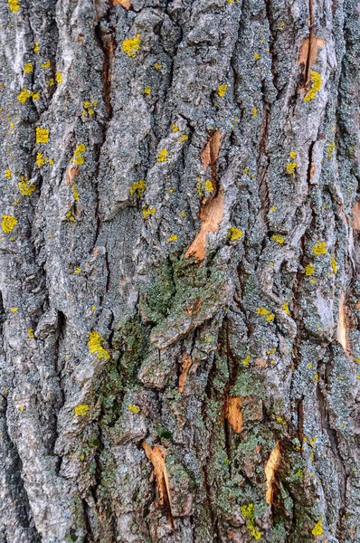 Oude houten boom textuur achtergrondpatroon. Houten achtergrond — Stockfoto