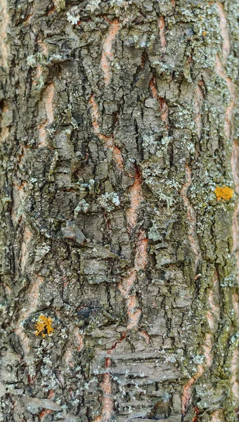 Bakgrund och konsistens av barken av ett träd i skogen — Stockfoto