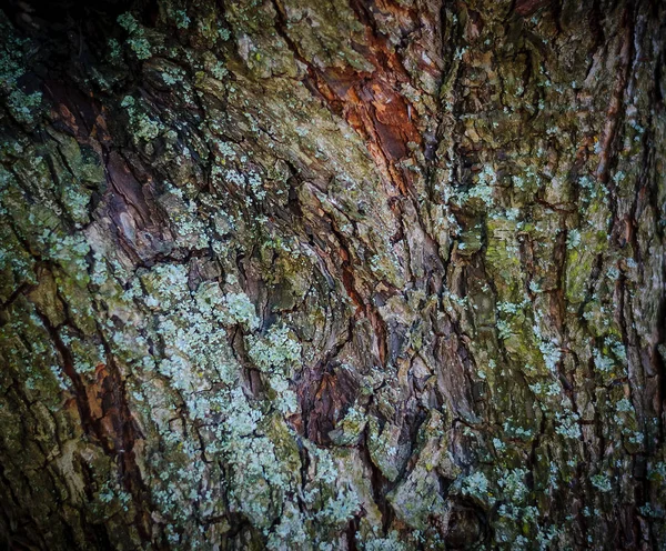 Texturen av den gamla tallskogen. Bakgrund av trädet bark — Stockfoto