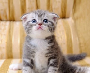 Küçük beyaz ve gri İskoç rock yavru kedi kanepede