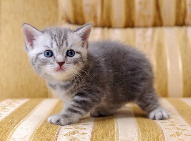 Küçük beyaz ve gri İskoç rock yavru kedi kanepede