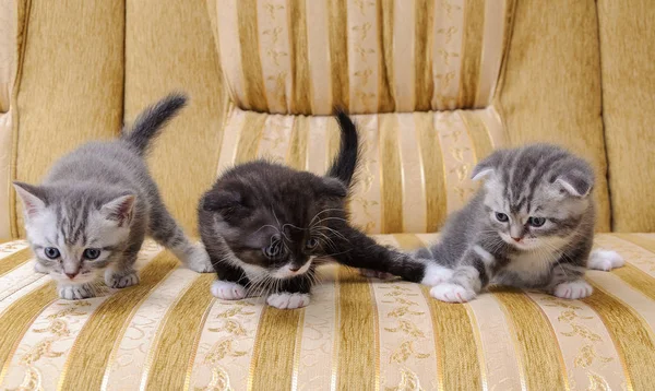 Tre små kattungar av skotska rasen på soffan — Stockfoto
