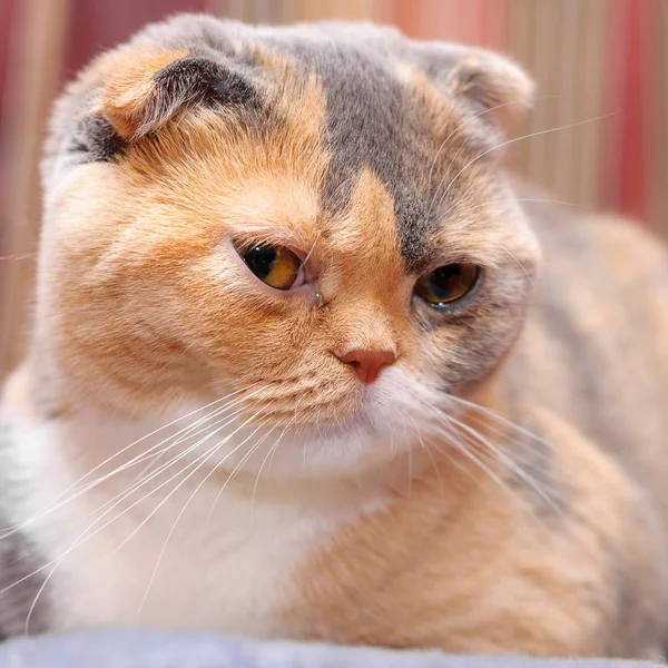 De Scottish Fold kat berust op zijn plaats — Stockfoto