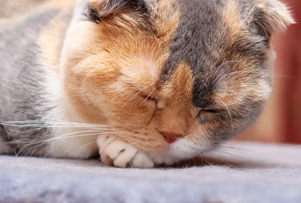 Scottish Fold katten vilar i dess ställe — Stockfoto