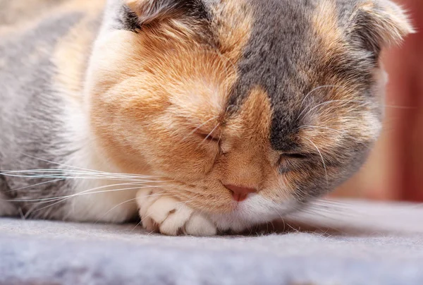 De Scottish Fold kat berust op zijn plaats — Stockfoto