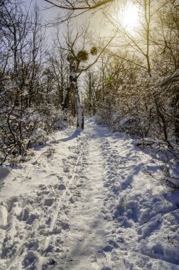 Kış güneşli gün karla kaplı ormanda. Frost orman karda