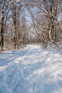 Kış güneşli gün karla kaplı ormanda. Frost orman karda