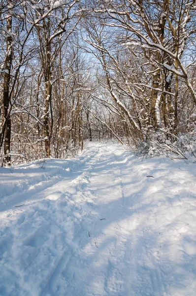 겨울 눈 덮인 숲에서 맑은 날. 눈에서 서 리 숲 — 스톡 사진