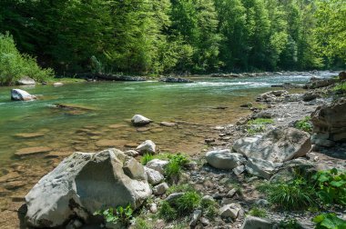 Dağ manzarası, orman ve nehir hızlı dağ. Bir dağ nehir ile güzel sahne