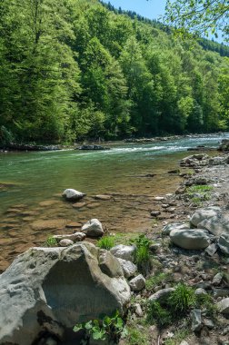 Dağ manzarası, orman ve nehir hızlı dağ. Bir dağ nehir ile güzel sahne