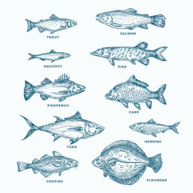 El Kaplama Okyanusu ya da Deniz ve On Balık Seti. Bir Somon ve Ton Balığı Koleksiyonu ya da Pike ve Anchovy, Ringa, Trout, Sazan Skeçleri Siluetleri.